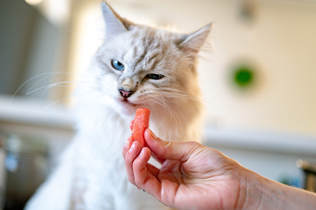 What does cat eat?