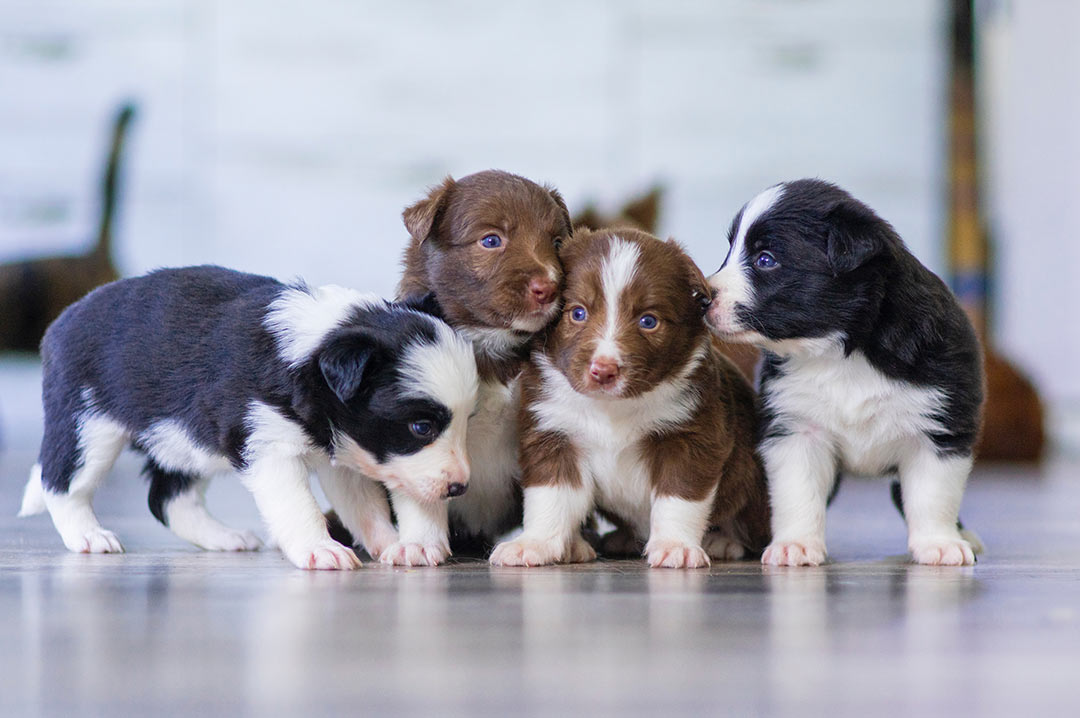 Tips and tricks: Puppy’s First Grooming