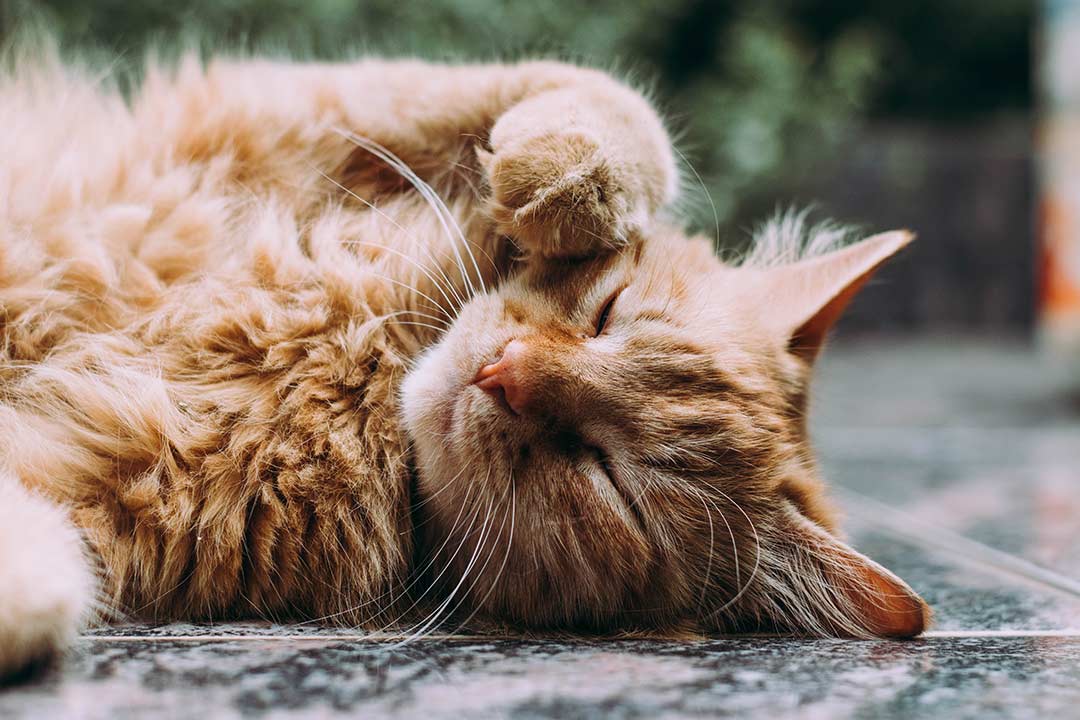 Cat Health – Keeping Them Purr-fect
